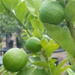 Citron vert - Vos limes maison au soleil