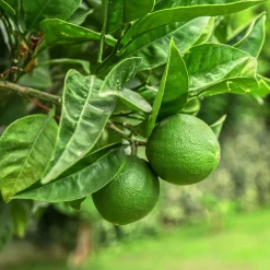 Citron vert - Vos limes maison au soleil