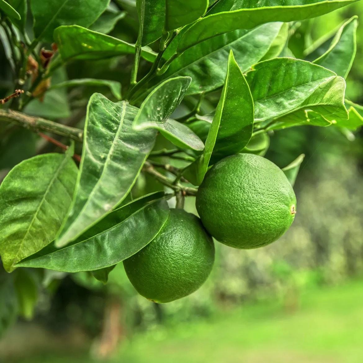 Citron vert - Vos limes maison au soleil