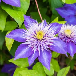 Clematite 'Multi Blue' - Des fleurs doubles bleu étoilé