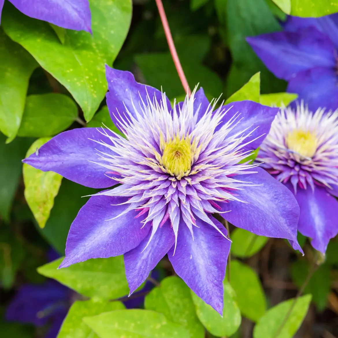 Clematite 'Multi Blue' - Des fleurs doubles bleu étoilé
