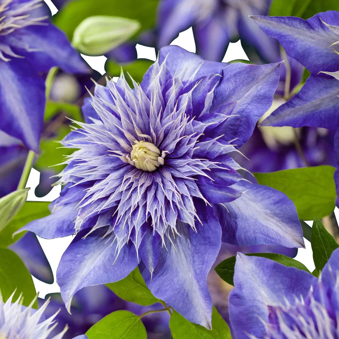 Clematite 'Multi Blue' - Des fleurs doubles bleu étoilé