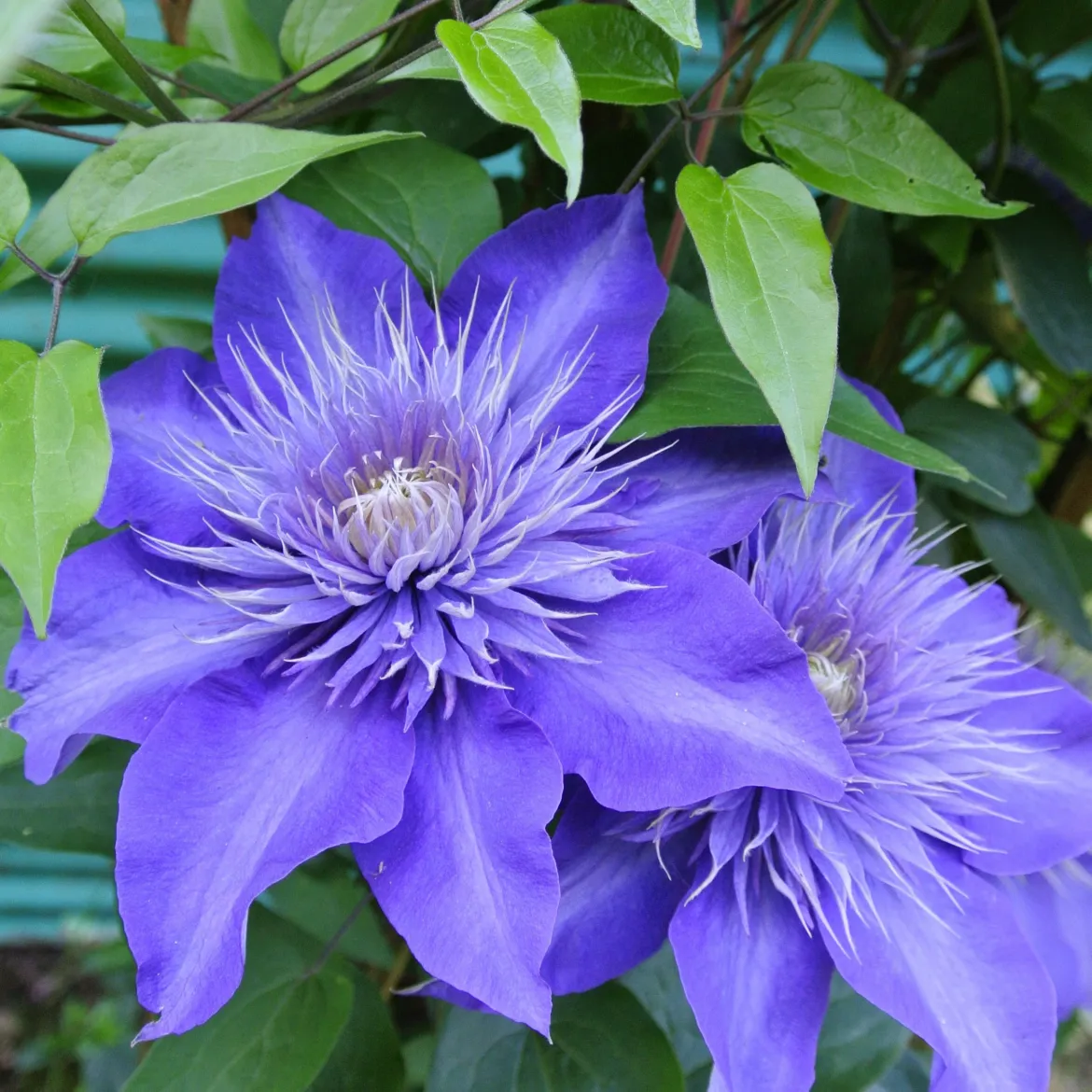 Clematite 'Multi Blue' - Des fleurs doubles bleu étoilé
