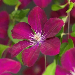 Clematite 'Rouge Cardinal' - Un mur de fleurs rouges