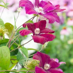 Clematite 'Rouge Cardinal' - Un mur de fleurs rouges