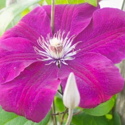 Clematite 'Rouge Cardinal' - Un mur de fleurs rouges