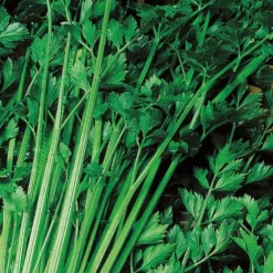 Céleri vivace à couper Bio - Du céleri frais toute l'année