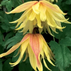 Clématite Amber - Le jaune qui grimpe vite