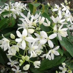 Clématite 'Armandii' blanc - Un mur fleuri toute l'année