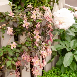 Clématite Broughton Star - Un mur de fleurs en un an