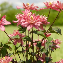 Clématite Broughton Star - Un mur de fleurs en un an