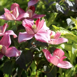 Clématite Broughton Star - Un mur de fleurs en un an