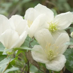 Clématite cireuse cirrhosa Jingle Bells - Des fleurs même en hiver