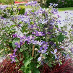 Clématite couvre sol Arabella - Un tapis de fleurs violettes