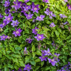 Clématite couvre sol Arabella - Un tapis de fleurs violettes