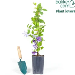 Clématite couvre sol Arabella - Un tapis de fleurs violettes