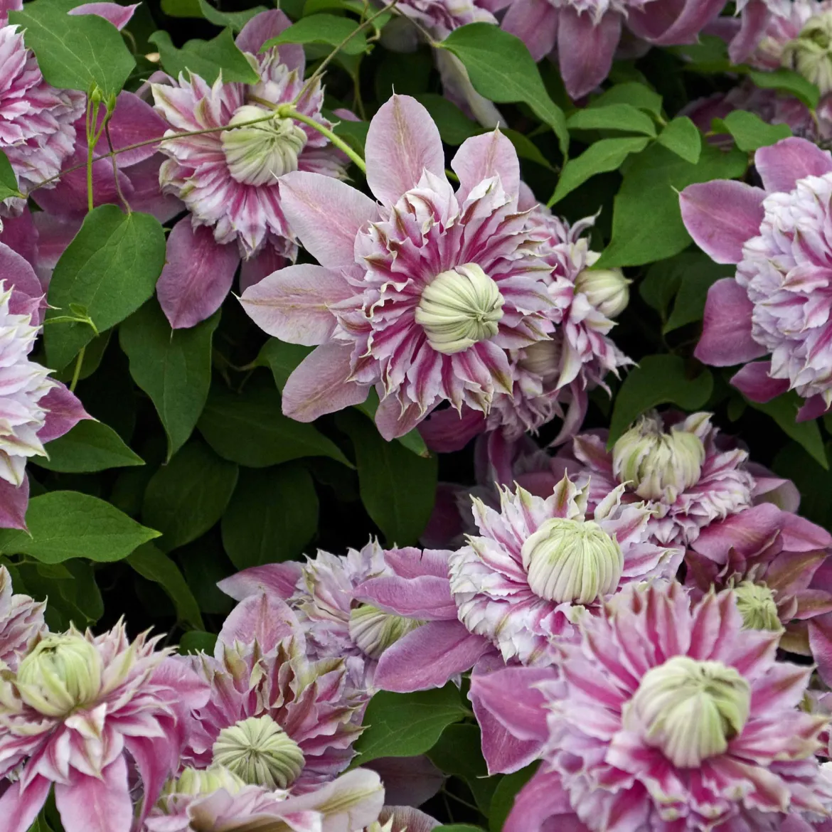 Clématite double Joséphine - Des fleurs doubles spectaculaires