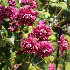 Clématite double pourpre - Des fleurs doubles tout l'été