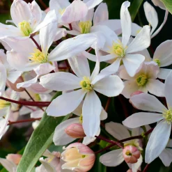 Clématite du Père Armand Apple Blossom - Un mur fleuri dès février