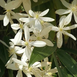 Clématite du Père Armand Little White Charm - Un mur fleuri dès mars