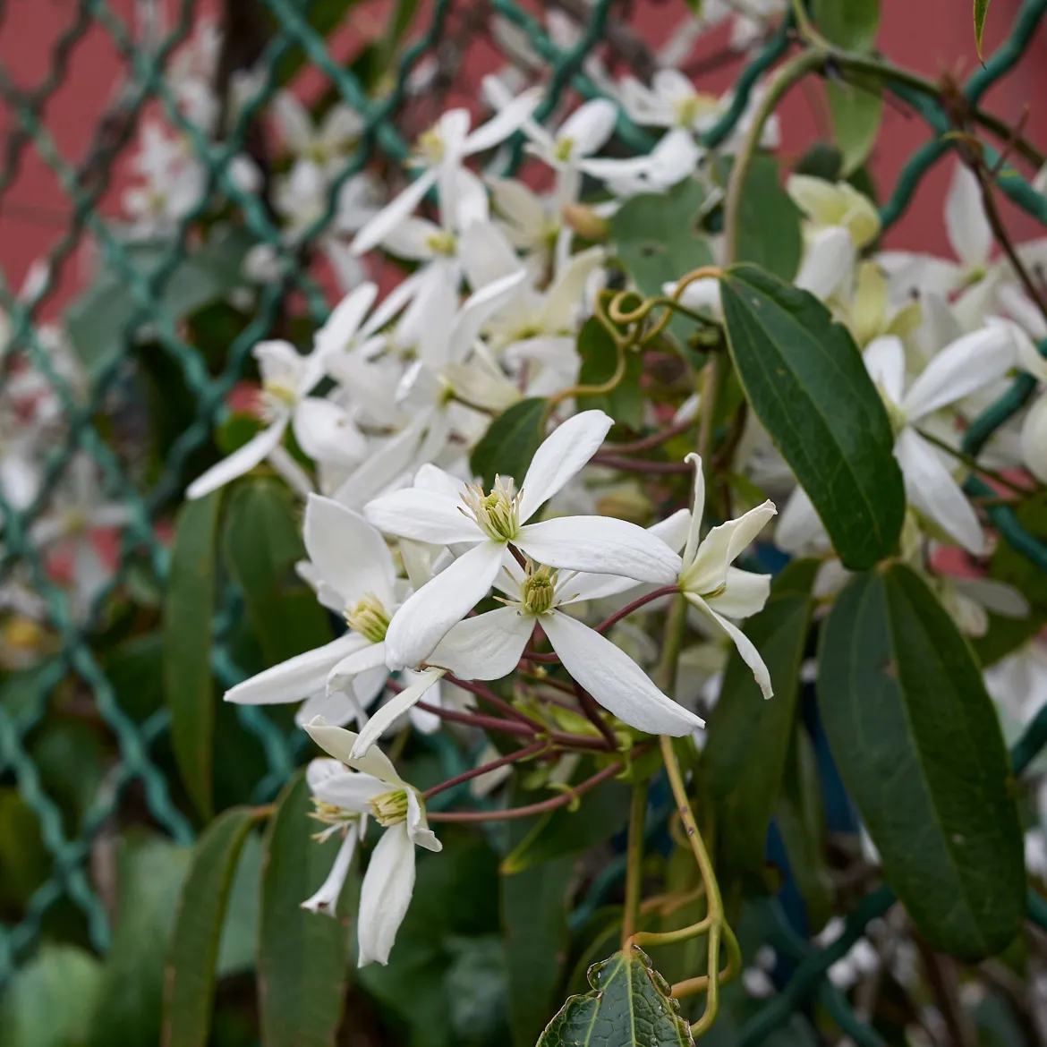 Clématite du Père Armand Little White Charm - Un mur fleuri dès mars