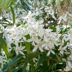Clématite du Père Armand Snowdrift - Un mur fleuri dès février