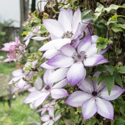 Clématite Fond Memories - Un mur fleuri tout l'été