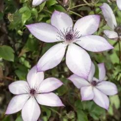 Clématite Fond Memories - Un mur fleuri tout l'été