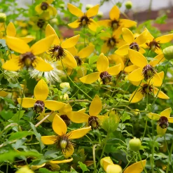 Clématite Golden Tiara® - Cascade jaune tout l'été