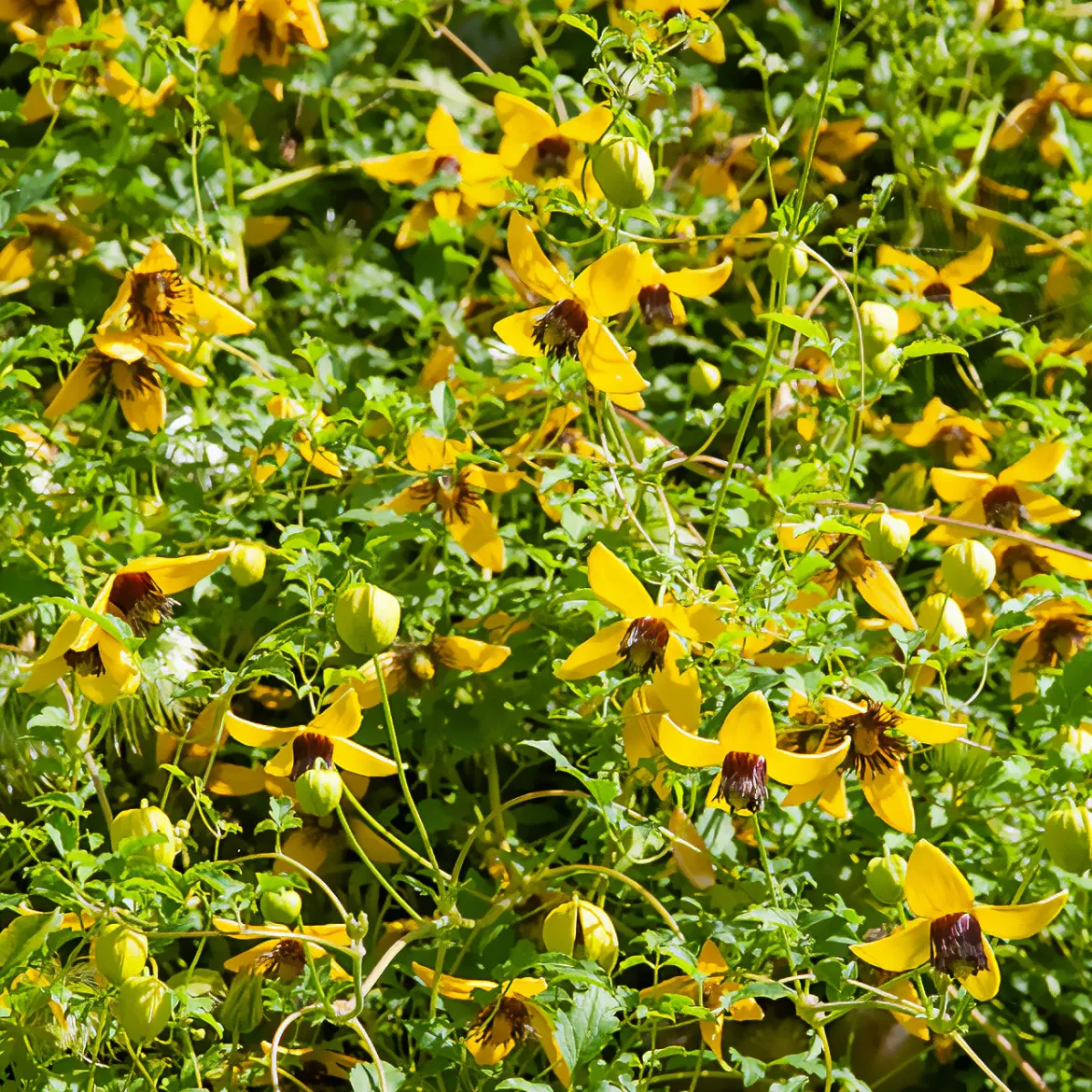 Clématite Golden Tiara® - Cascade jaune tout l'été