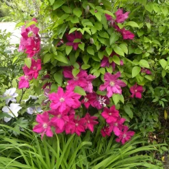 Clématite italienne Ernest Markham grimpante - Un mur de fleurs rouges