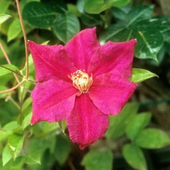 Clématite italienne Ernest Markham grimpante - Un mur de fleurs rouges