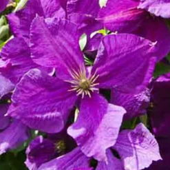 Clématite 'Jackmanii' - Un mur violet en un été