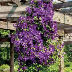 Clématite 'Jackmanii' - Un mur violet en un été