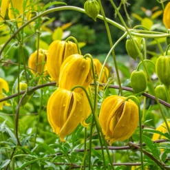 Clématite Little Lemons ® - Des clochettes jaunes tout l'été