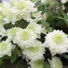 Clématite Manju® - Fleurs doubles tout l'été