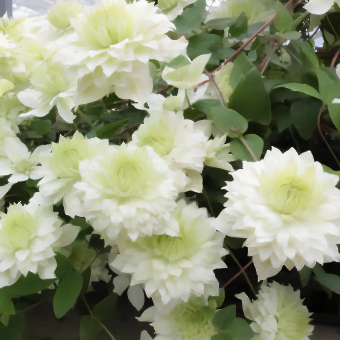 Clématite Manju® - Fleurs doubles tout l'été
