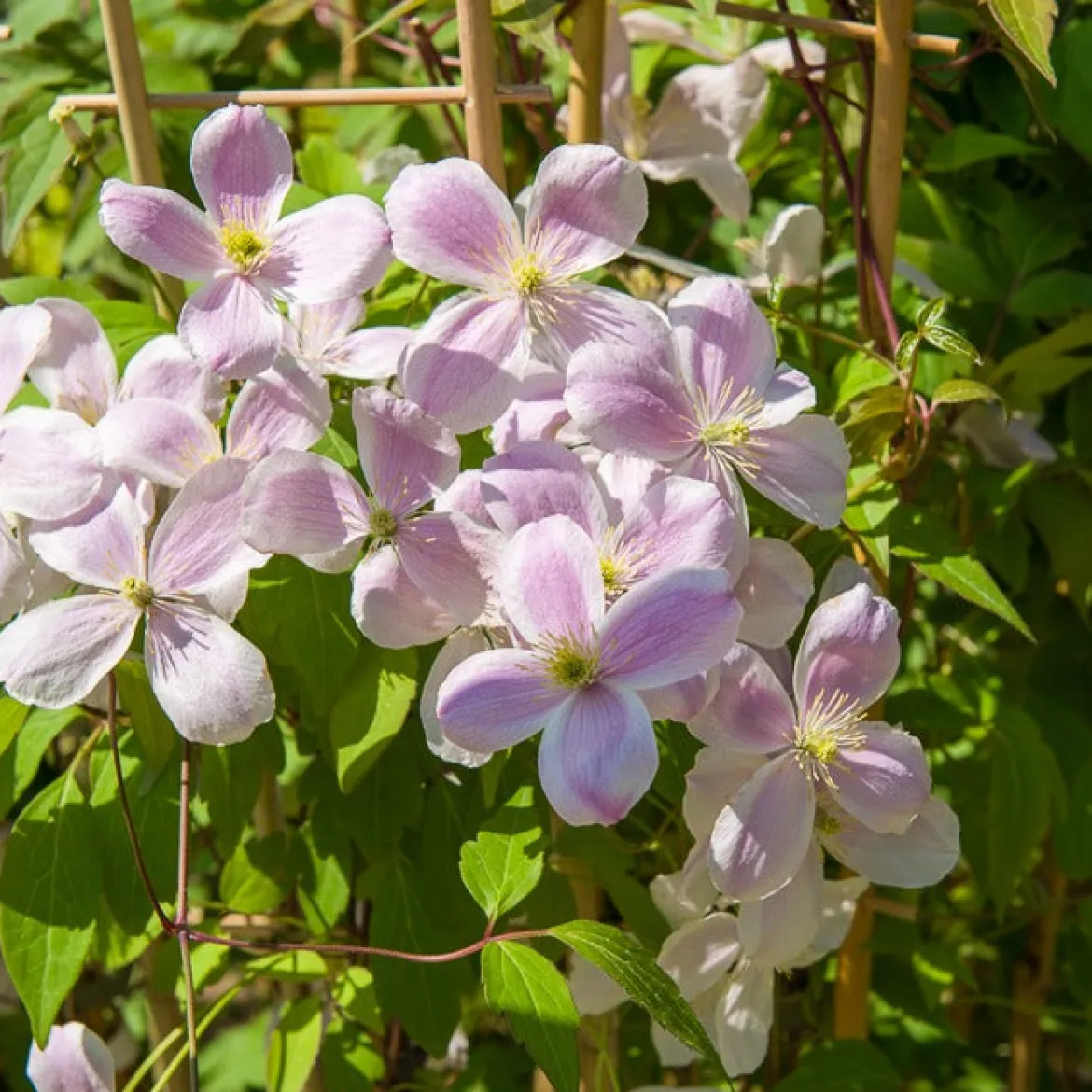 Clématite Mayleen - Un mur de fleurs parfumées