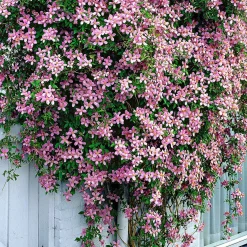 Clématite montana 'Rubens' - Un mur fleuri en un an