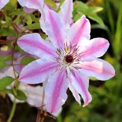 Clématite 'Nelly Moser' - Un mur fleuri sans effort