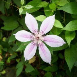 Clématite 'Nelly Moser' - Un mur fleuri sans effort