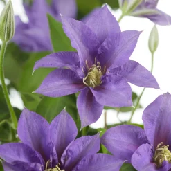 Clématite 'Olympia' - Fleurs XXL sur petit balcon