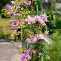 Clématite 'Piilu' - Le mur fleuri sans effort
