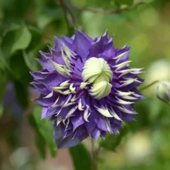 Clématite 'Taïga' - Des fleurs bicolores tout l'été