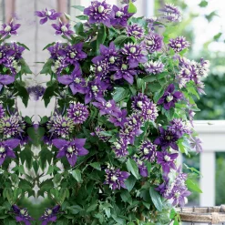 Clématite 'Taïga' - Des fleurs bicolores tout l'été
