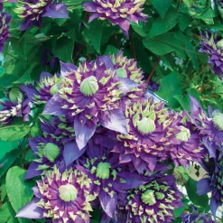 Clématite 'Taïga' - Des fleurs bicolores tout l'été