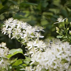 Clématite terniflora Sweet Autumn - Un nuage blanc parfumé