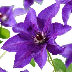 Clématite 'The President' - Fleurs violettes tout l'été