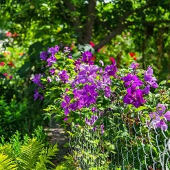 Clématite 'The President' - Fleurs violettes tout l'été