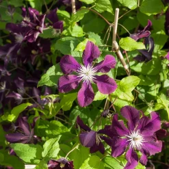 Clématite 'Warszawska Nike' - Un mur de fleurs violettes